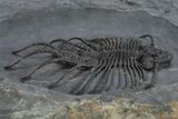 Rare Lichid (Acanthopyge) Trilobite - Issomour, Morocco #355817-2